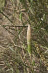 Carolina canarygrass